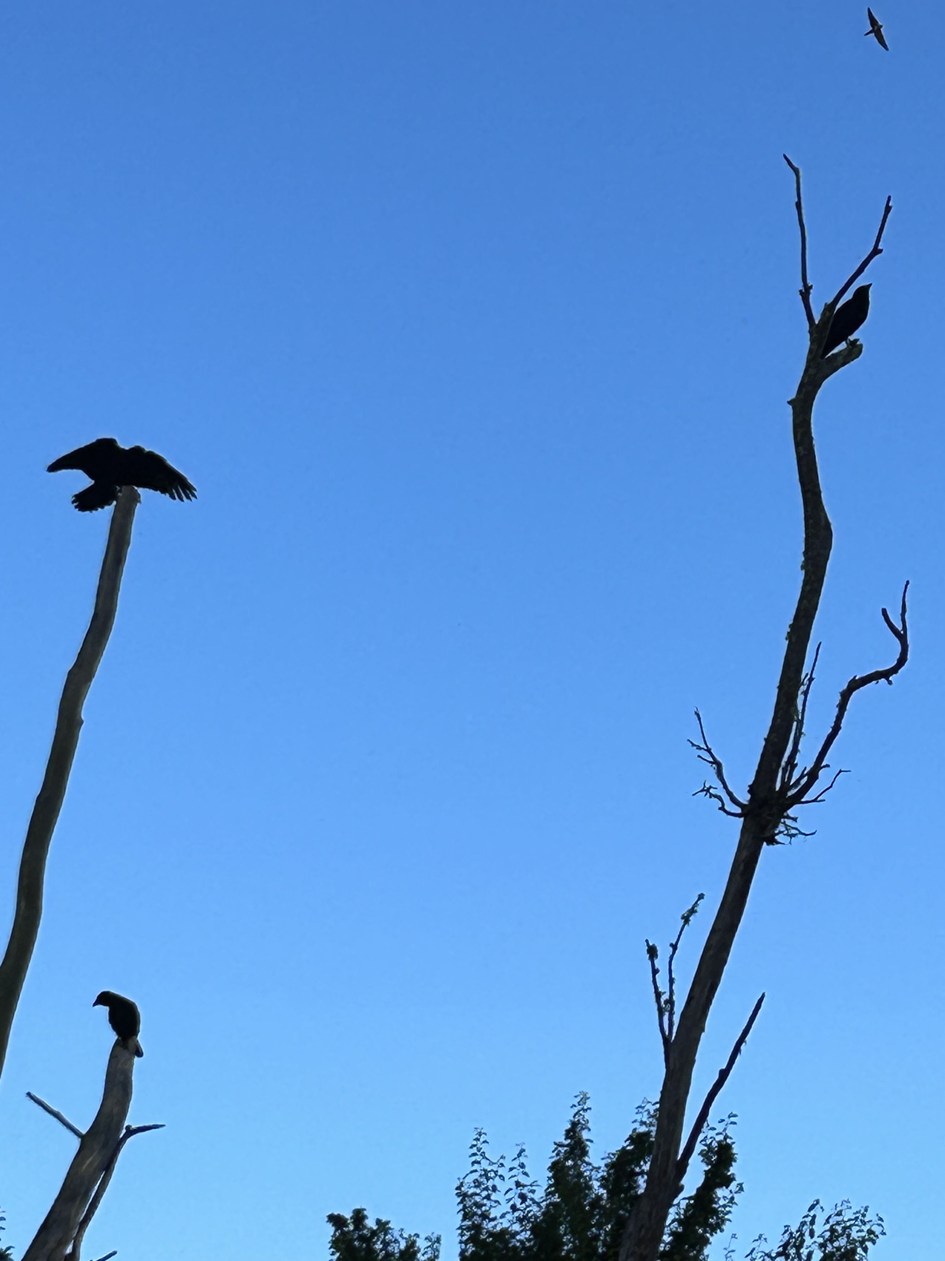 “Why is it an eagle and not a raven and not a fox and not an angel?”